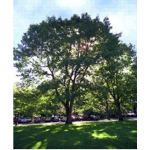 Oak - Northern Red